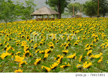 アジサイ ヒマワリ ガーデン 78815801