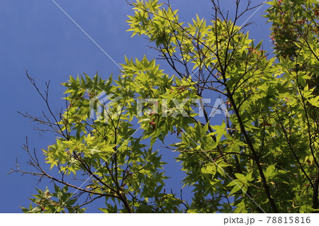 かやぶきの里　美山　皐月　【京都府】 78815816