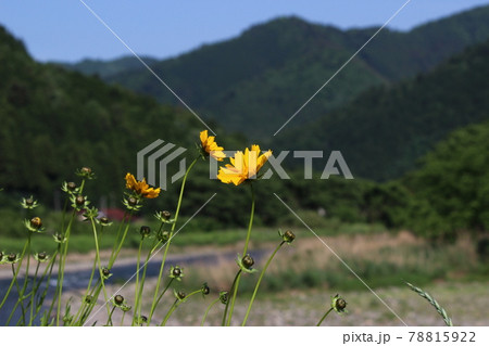 美山　かやぶきの里　新緑と古民家　【京都府】 78815922
