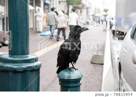 Black crow in town 78815954