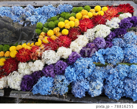 京都 柳谷観音 楊谷寺の紫陽花と花手水 京都 柳谷観音 楊谷寺の紫陽花と花手水 78816255