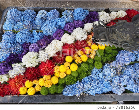 京都　柳谷観音　楊谷寺の紫陽花と花手水 78816256