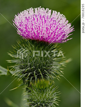 アメリカオニアザミの写真素材