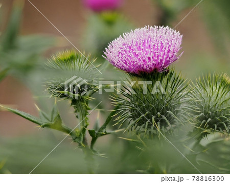 アメリカオニアザミ 78816300