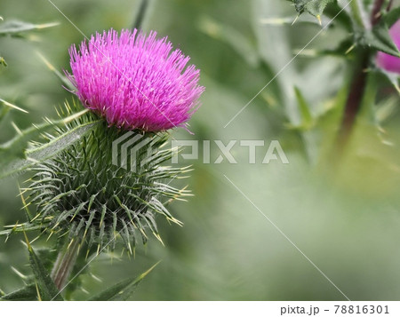 アメリカオニアザミ アメリカオニアザミ 78816301