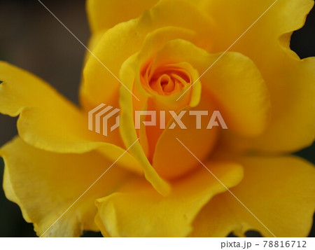 ヘンリーフォンダ　薔薇 78816712