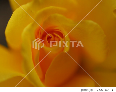 ヘンリーフォンダ 薔薇 ヘンリーフォンダ 薔薇 78816713