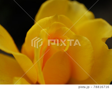 ヘンリーフォンダ 薔薇 ヘンリーフォンダ 薔薇 78816716