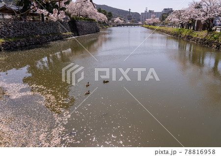 鳥取県鳥取市　鳥取城のお堀の桜と石垣 78816958