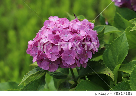 初夏の庭に咲くアジサイのピンク色の花の写真素材