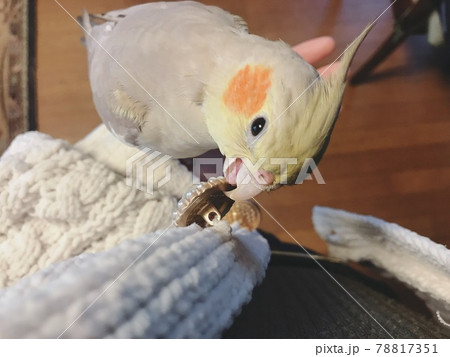 ボタンを取ろうとしているオカメインコ ボタンを取ろうとしているオカメインコ 78817351