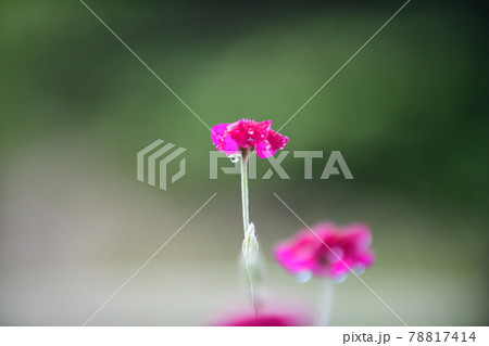 朝露に濡れるスイセンノウ 78817414