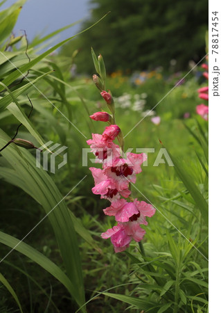 初夏の公園に咲くグラジオラスのピンク色の花 初夏の公園に咲くグラジオラスのピンク色の花 78817454