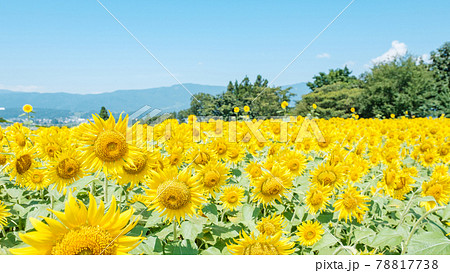 ひまわり（飯山市・菜の花公園にて） 78817738