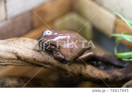 イエアメガエル 78817845