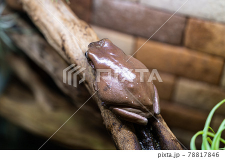 イエアメガエル 78817846