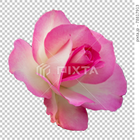 玫瑰花(粉白色,透明背景) 玫瑰花(粉白色,透明背景) 78817913