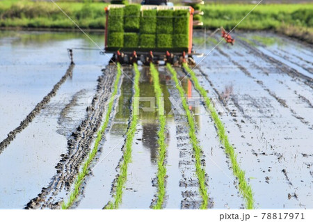 佐賀平野初夏風景 78817971