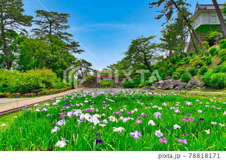 神奈川県　小田原城　本丸東堀菖蒲園 78818171