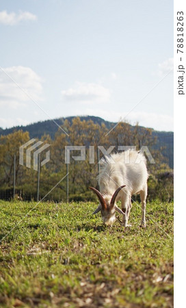 牧場にいたやぎ 78818263