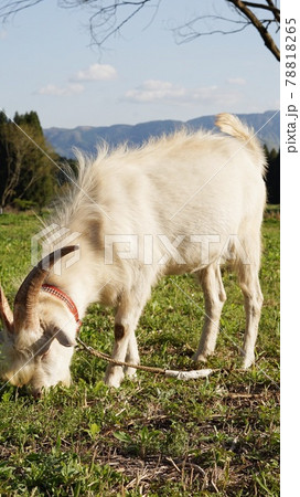 白いやぎが草を食べている写真 78818265