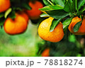 黄色い果実 78818274