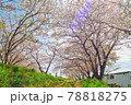桜並木 78818275