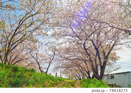 桜並木 桜並木 78818275