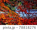 紅葉狩り 78818276