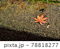 秋の散歩 78818277