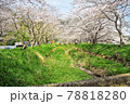 桜 78818280
