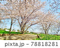 桜 78818281