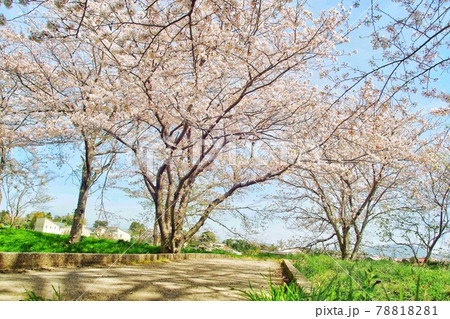 桜 78818281