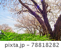 桜 78818282