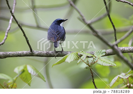 コルリのオス 78818289