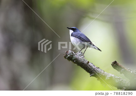 コルリのオス コルリのオス 78818290