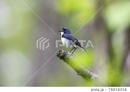 さえずるコルリのオス さえずるコルリのオス 78818358