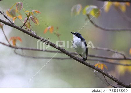 コルリのオス コルリのオス 78818360