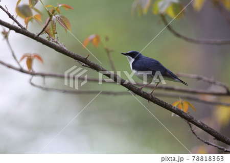 コルリのオス 78818363