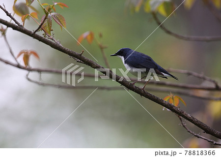 コルリのオス 78818366