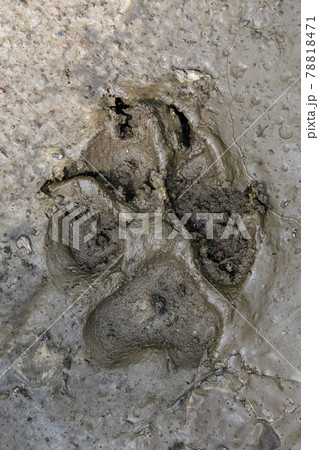 Wolf, canis lupus, paw footprints in mud 78818471