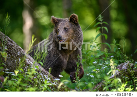 Wild Brown Bear in the summer forest. Animal in natural habitat. Wildlife scene 78818487