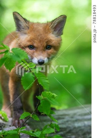 Red fox, vulpes vulpes, small young cub in forest. Cute little wild predators in natural environment 78818493