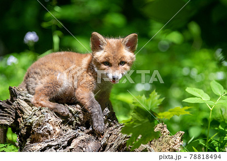 Red fox, vulpes vulpes, small young cub in forest. Cute little wild predators in natural environment 78818494