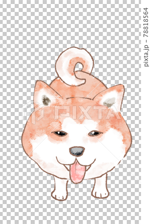 秋田犬白色背景 秋田犬白色背景 78818564