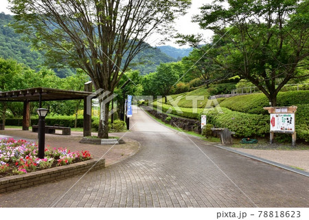 神奈川県立あいかわ公園 中央広場の散策路(工芸工房方面) 神奈川県立あいかわ公園 中央広場の散策路(工芸工房方面) 78818623