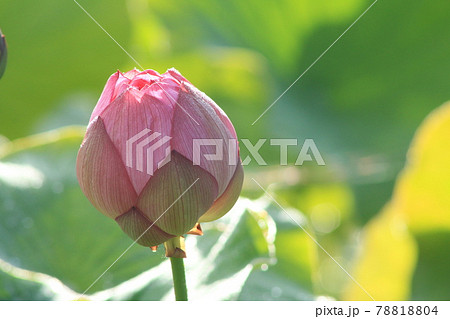 ハスの花 赤い蕾 ハスの花 赤い蕾 78818804