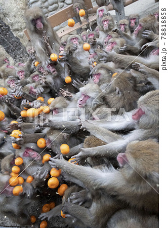 ニホンザル 78818858