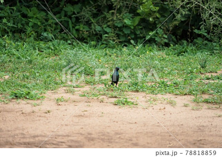 ケープスターリング 78818859