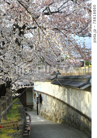 小諸城跡のさくら 78818860